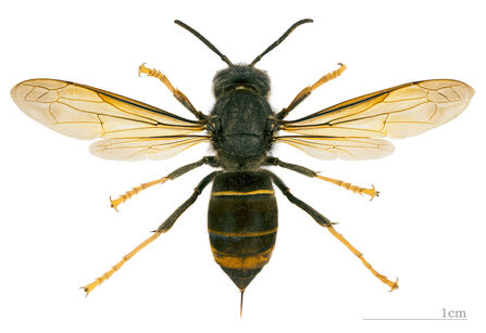 Have You Found A Hornet The Wildlife Trusts have-you-found-a-hornet-the-wildlife-trusts